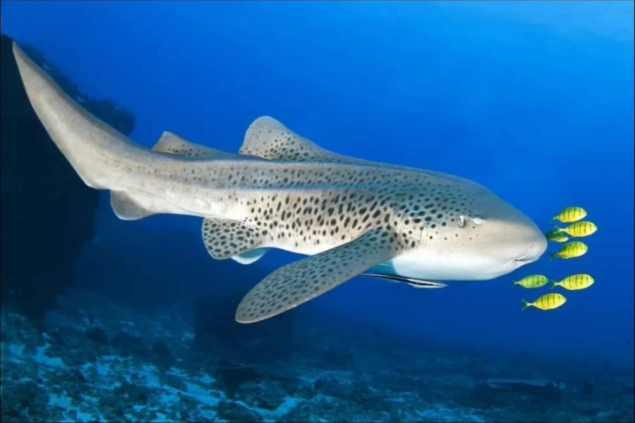 King Cruiser, Shark Point, Koh Doc Mai